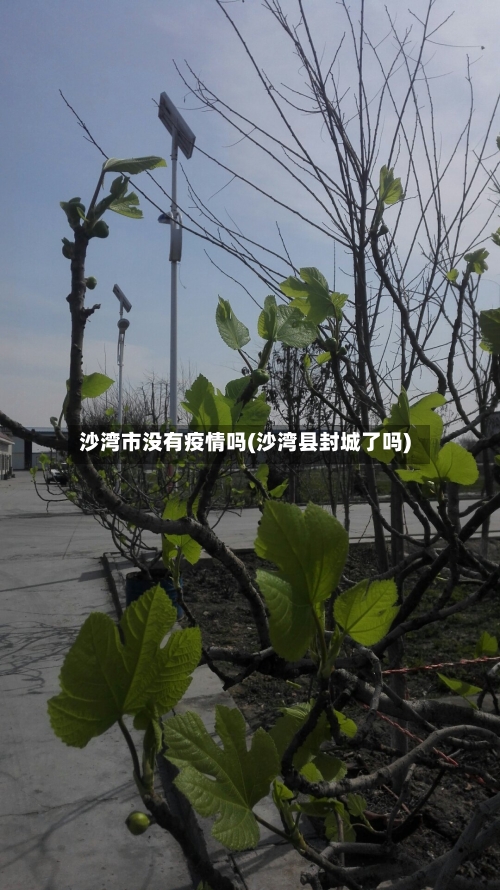 沙湾市没有疫情吗(沙湾县封城了吗)-第3张图片